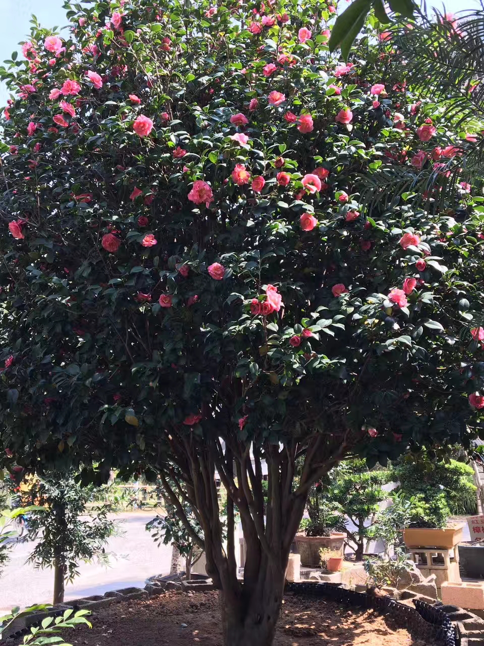 红茶茶花树