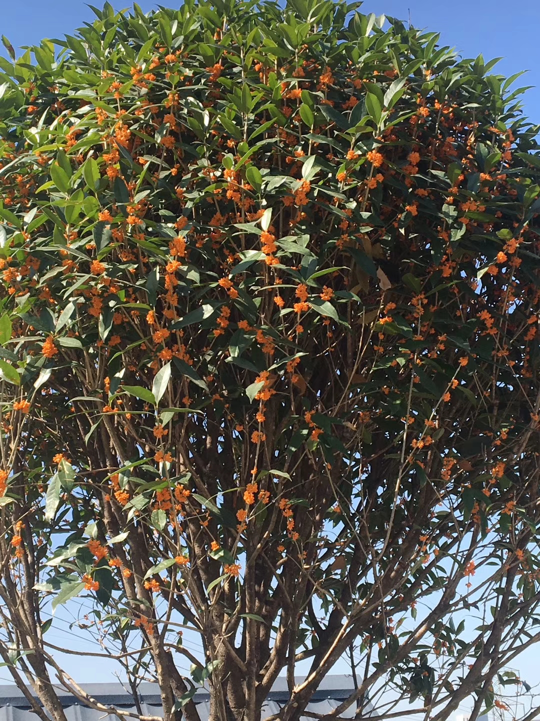 金桂花,金桂花木,金桂花批发价格 金桂花,金桂花木,金桂花批发价格