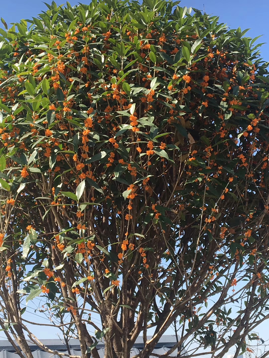 金桂花,金桂花木,金桂花批发价格