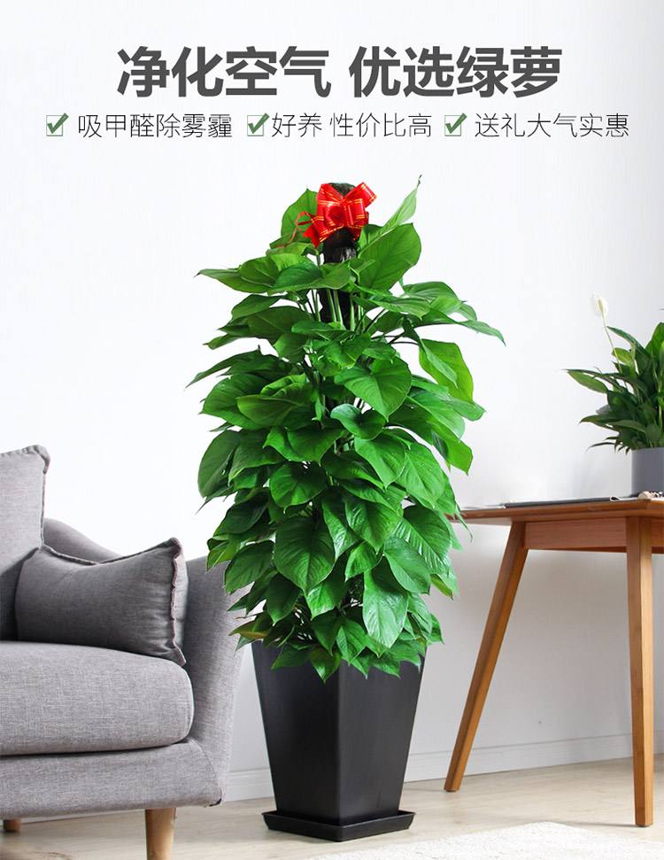 绿萝
